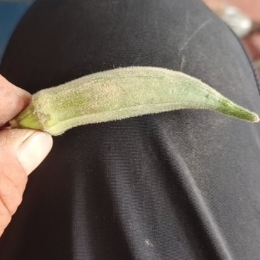 黄秋葵