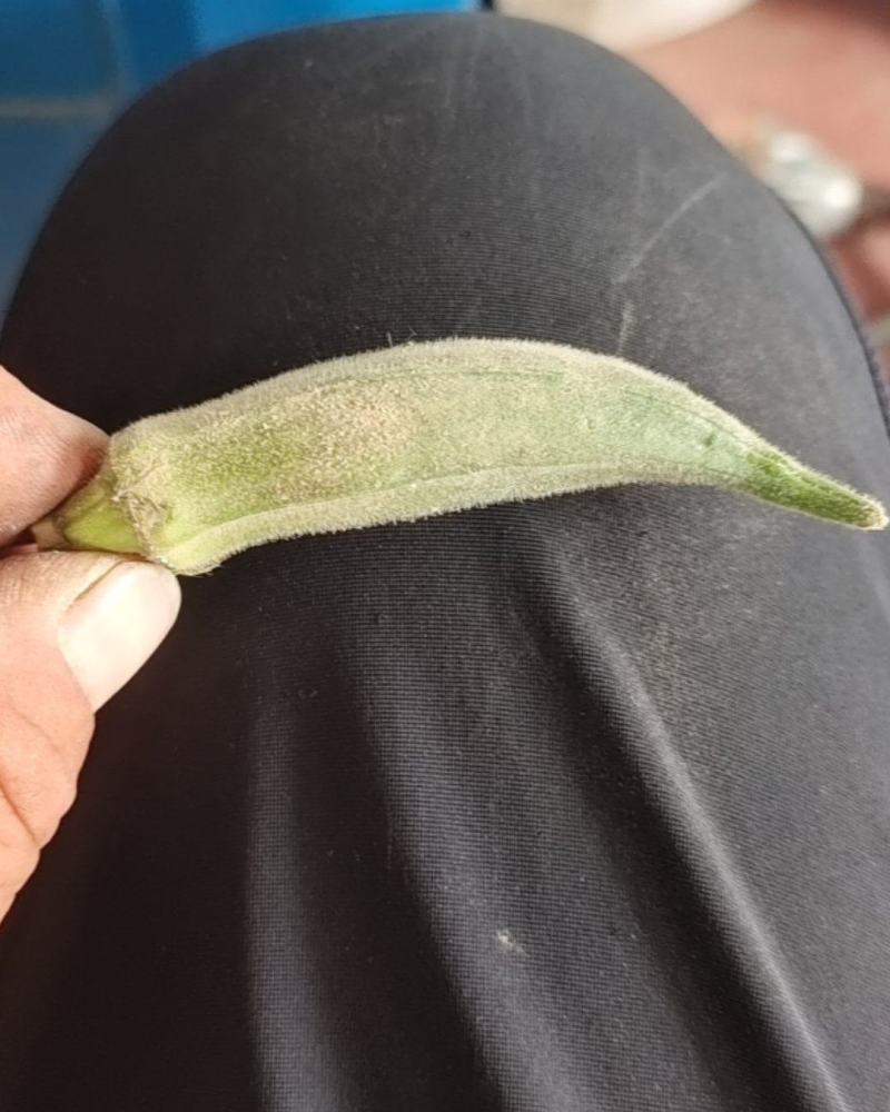 黄秋葵