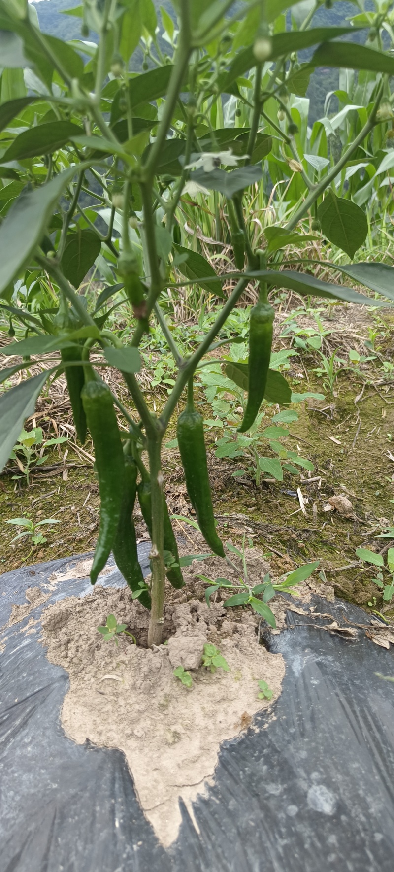 辣椒