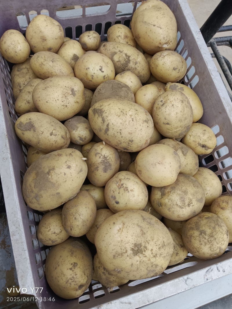 黄心土豆