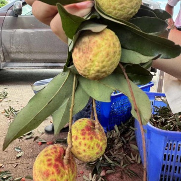荔枝