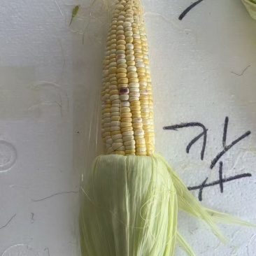 楚雄南华花糯甜脆玉米