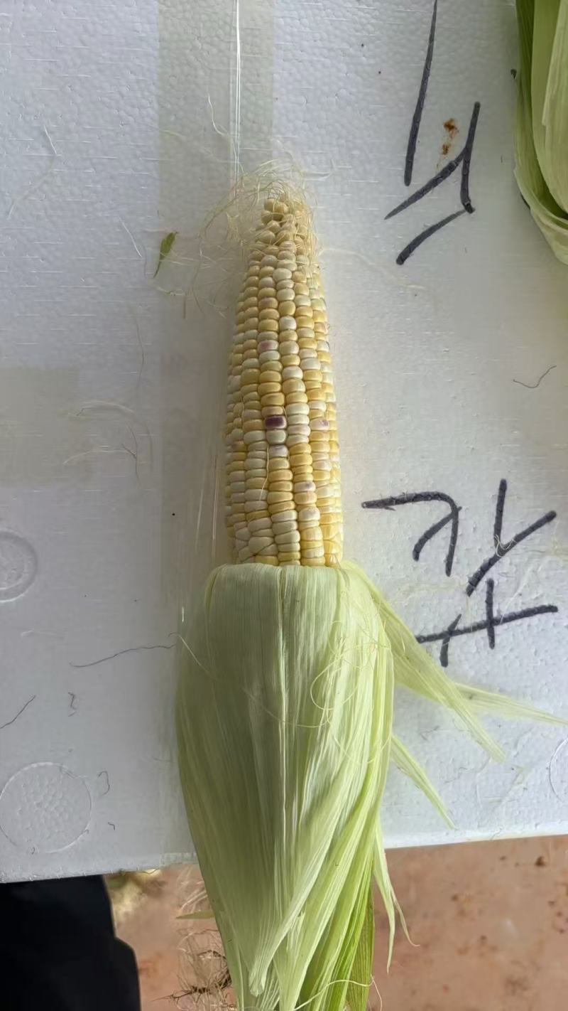 楚雄南华花糯甜脆玉米