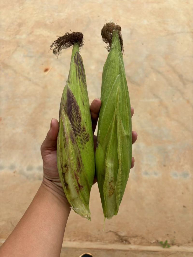 楚雄南华花糯甜脆玉米