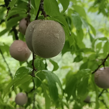 李子