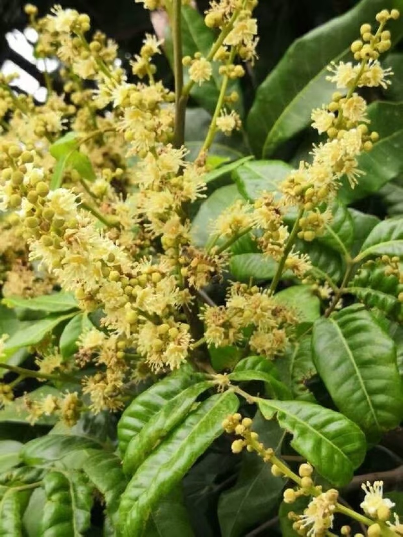 蜂蜜