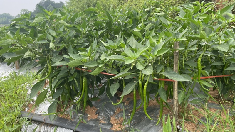 青、红辣椒