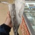 无头鳕鱼