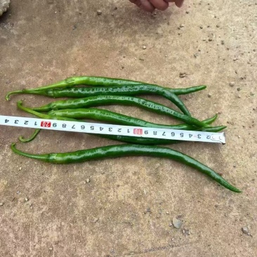 新苗3号线椒精品货