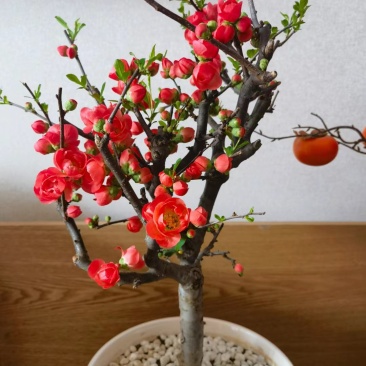 长寿冠海棠嫁接盆栽