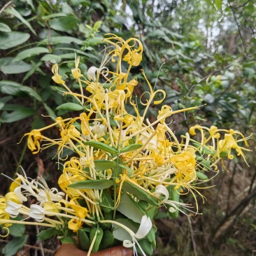 保山野生金银花