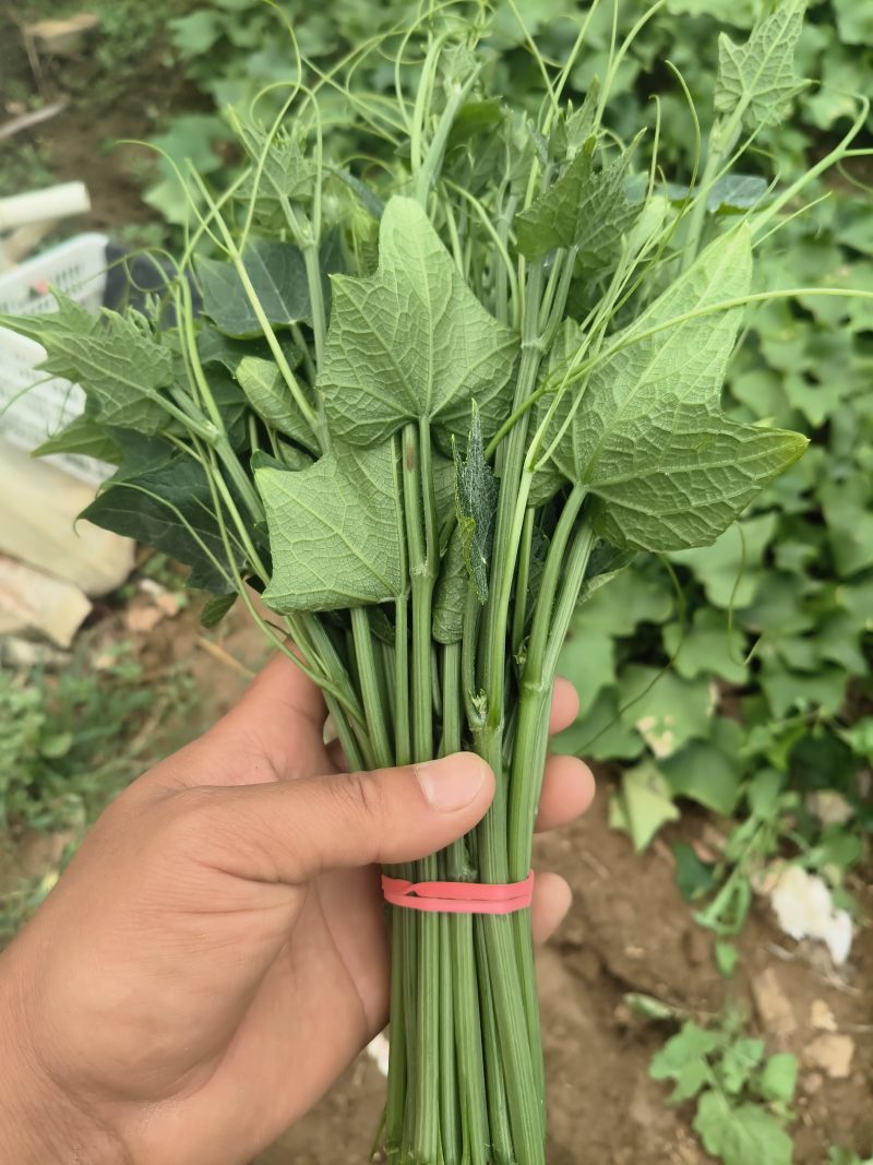 龙须菜，