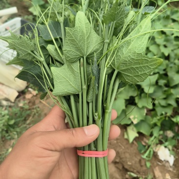 龙须菜，