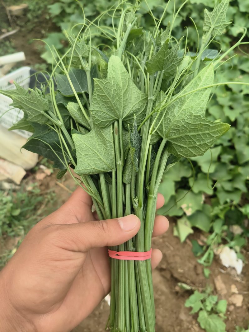 龙须菜，
