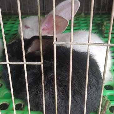 肉兔