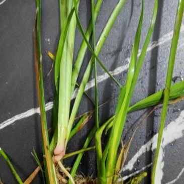 野生石菖蒲