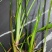 野生石菖蒲