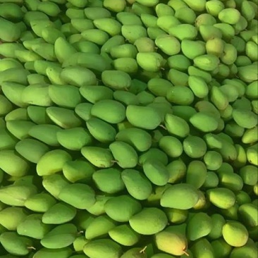 广西百色小台农芒果一树下