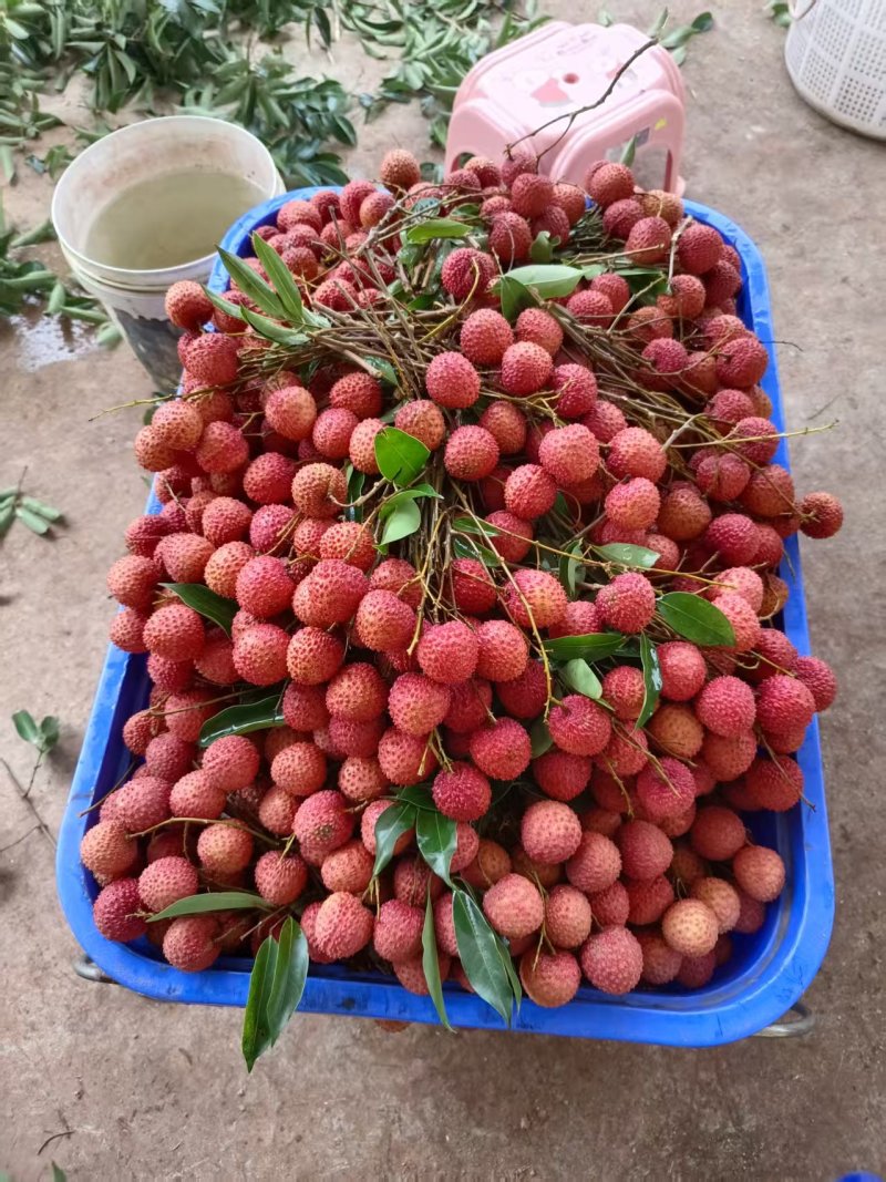 高州桂味荔枝