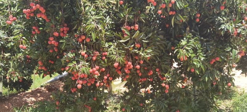 高州桂味荔枝