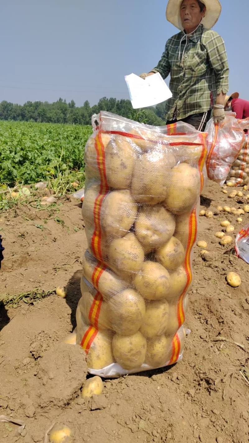 大量批发，黄心土豆，实验一
