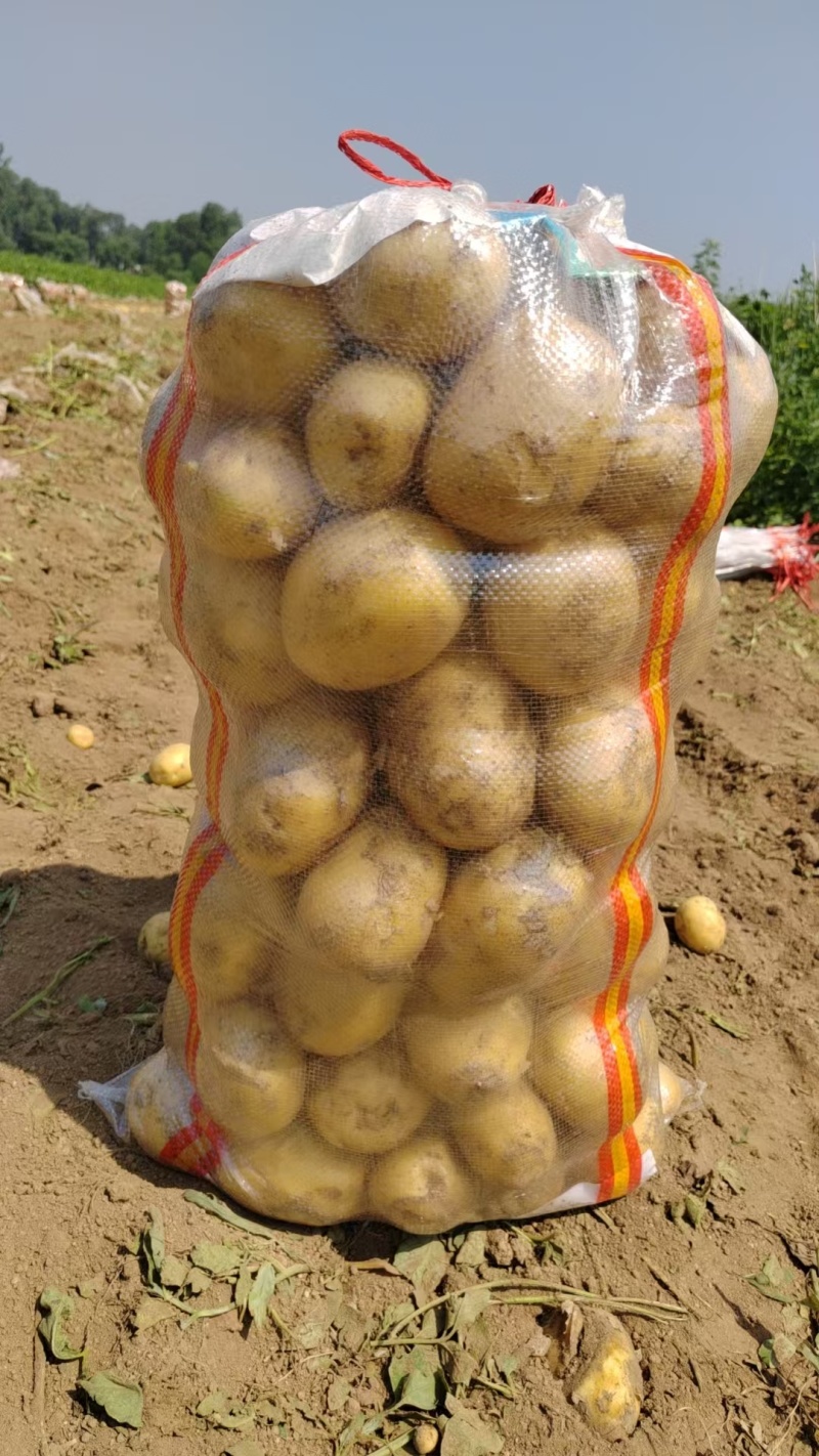 大量批发，黄心土豆，实验一