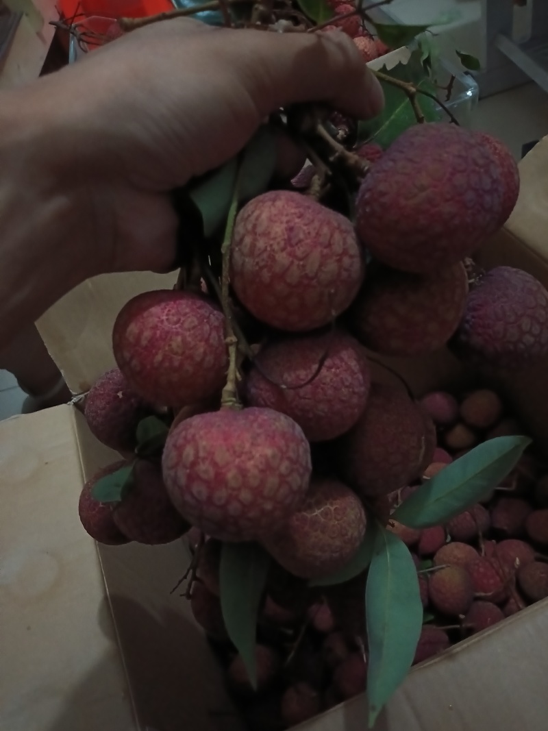 黑叶荔枝