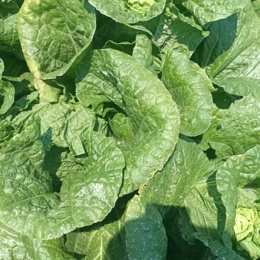 黄心大白菜，品质杠杠滴