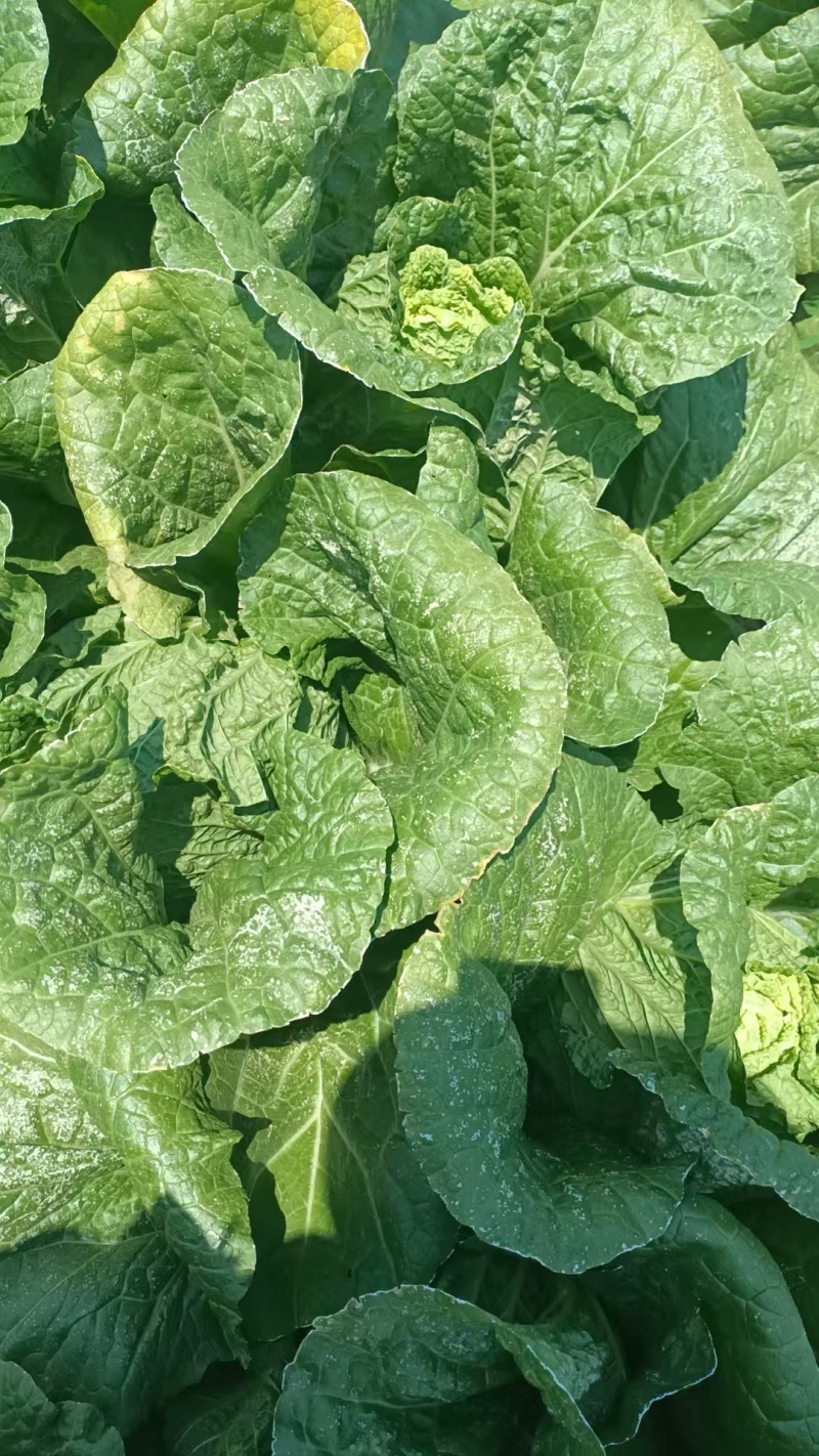 黄心大白菜，品质杠杠滴