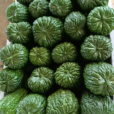 大顶苦瓜