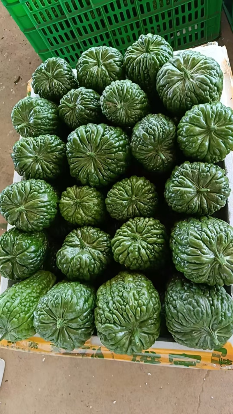 大顶苦瓜