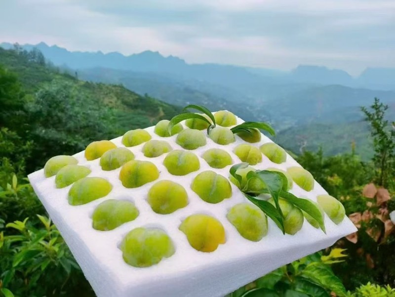 贵州蜂糖李