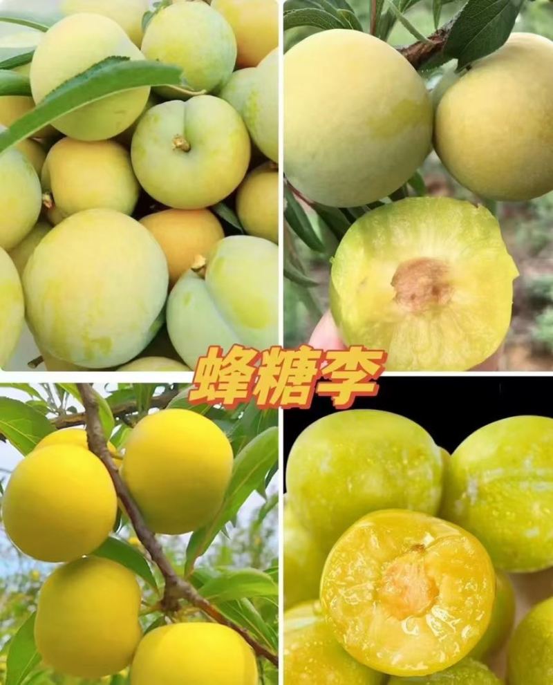 贵州蜂糖李