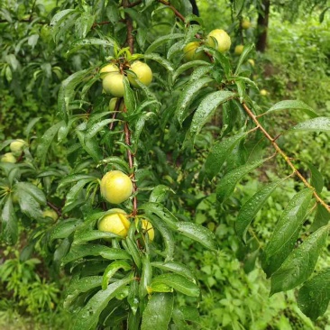 贵州蜂糖李