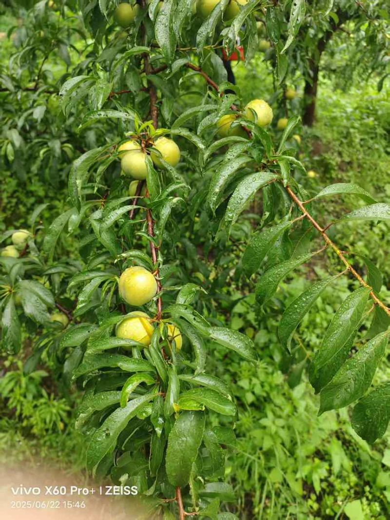 贵州蜂糖李