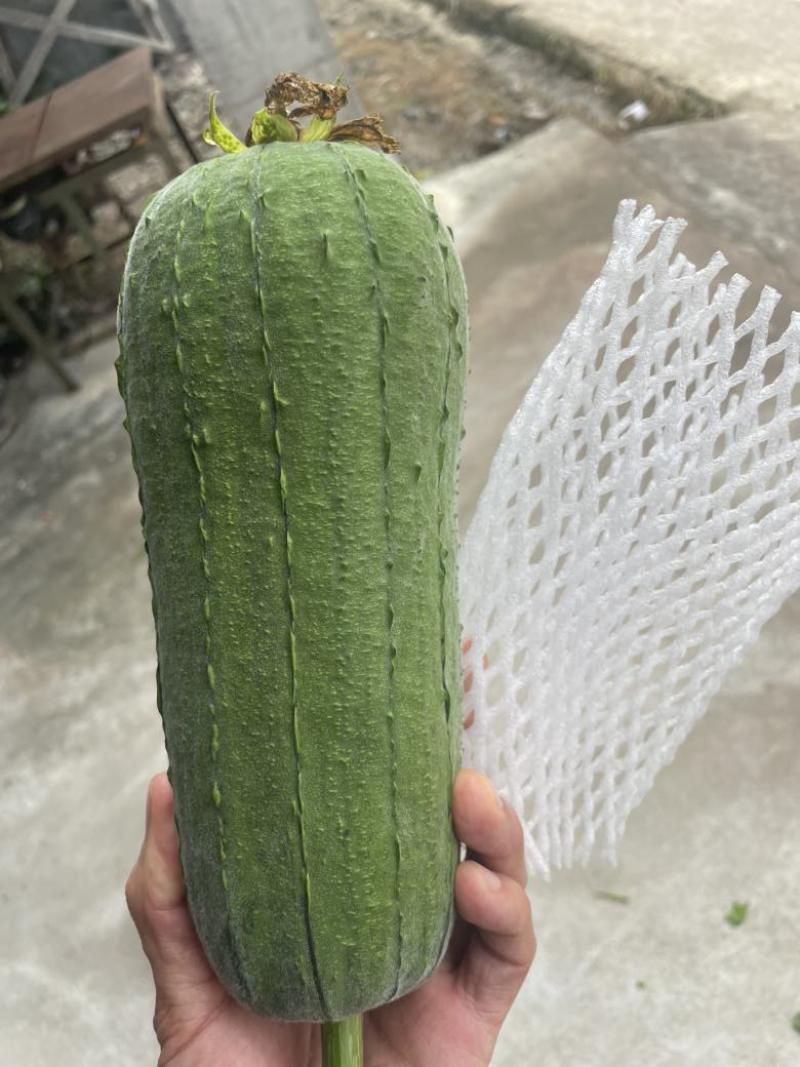 丝瓜