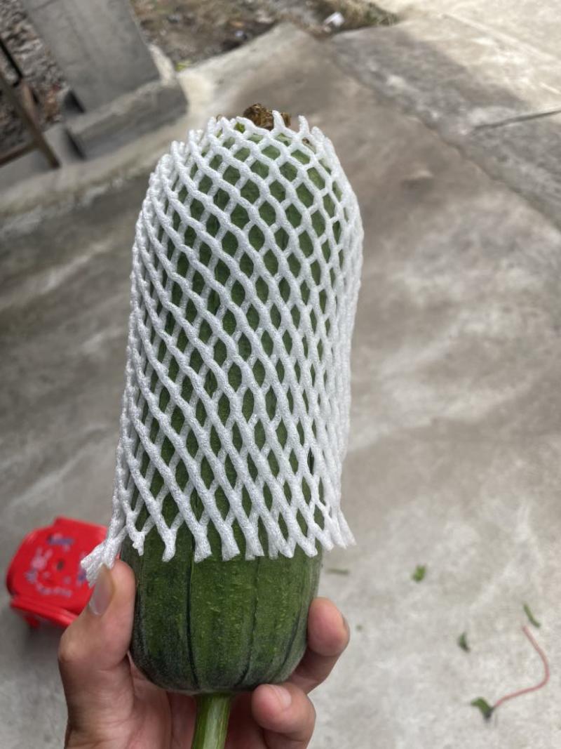 丝瓜
