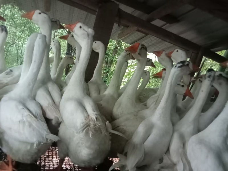 大白鹅80天,没有喂过饲料，***的，农村自养
