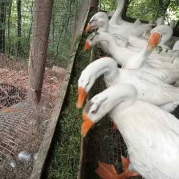大白鹅80天,没有喂过饲料，***的，农村自养