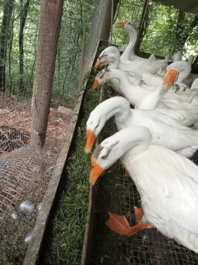 大白鹅80天,没有喂过饲料，***的，农村自养