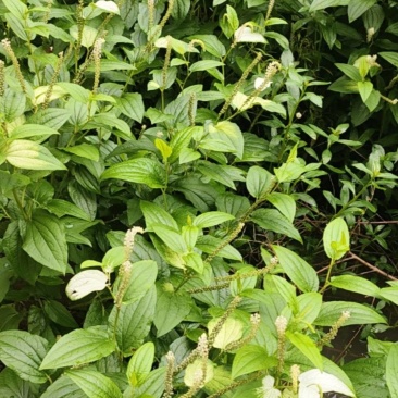 三白草