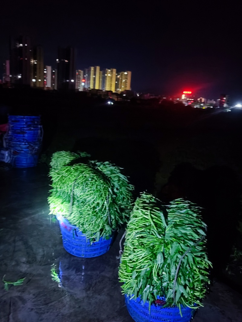 新鲜空心菜