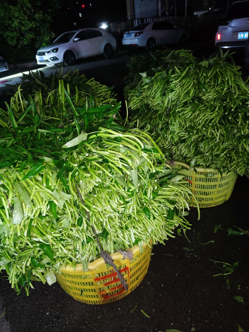 新鲜空心菜