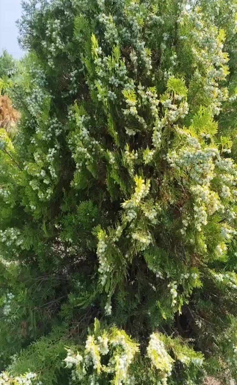 柏树果鲜果