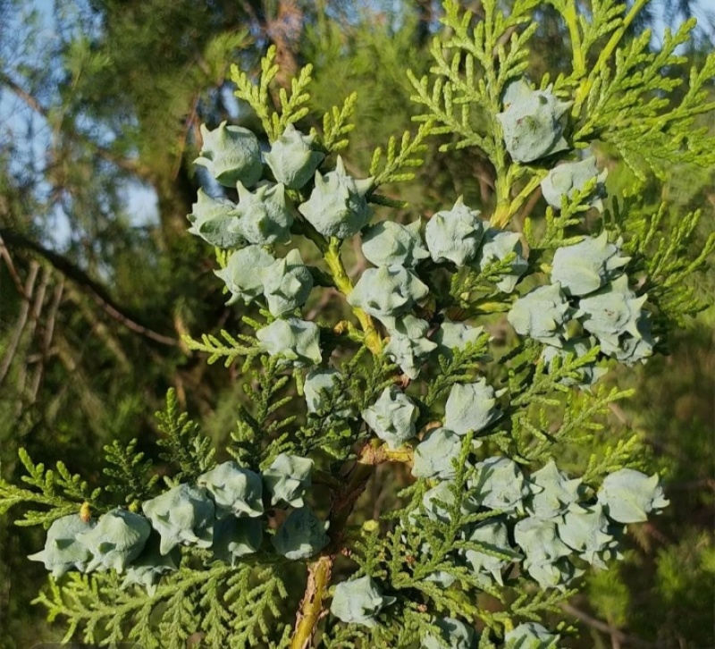 柏树果鲜果