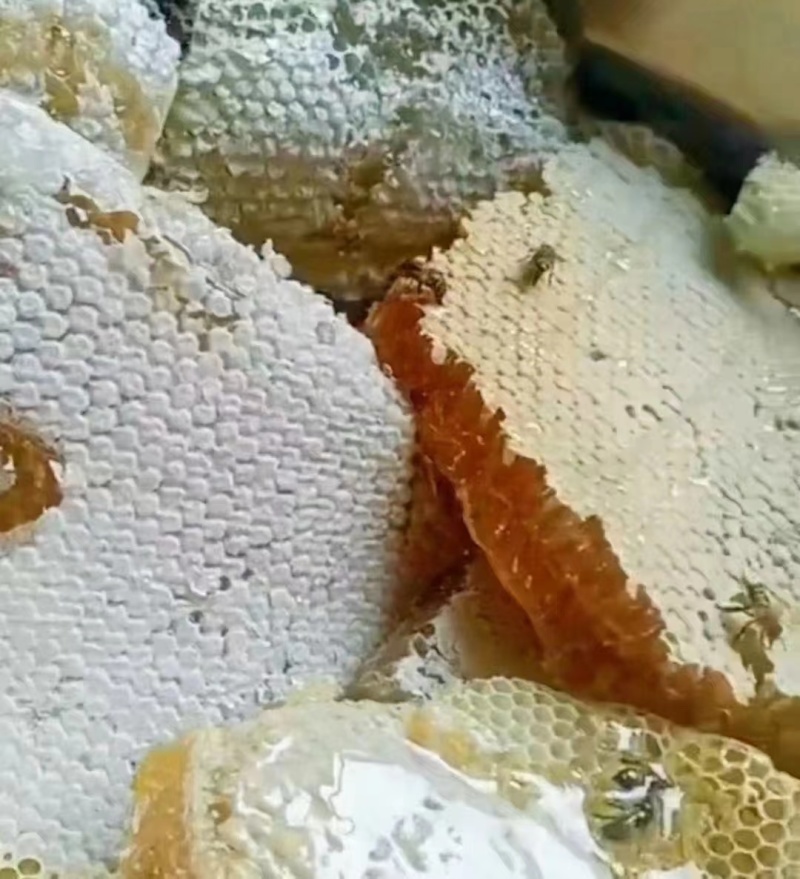 本地土蜂蜜