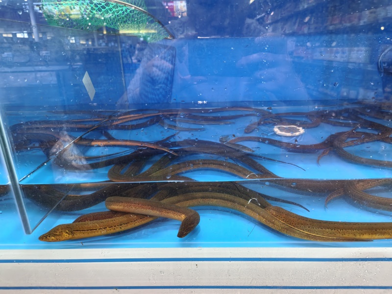 黄鳝通货可供商超