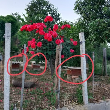 荆门土蜂蜜