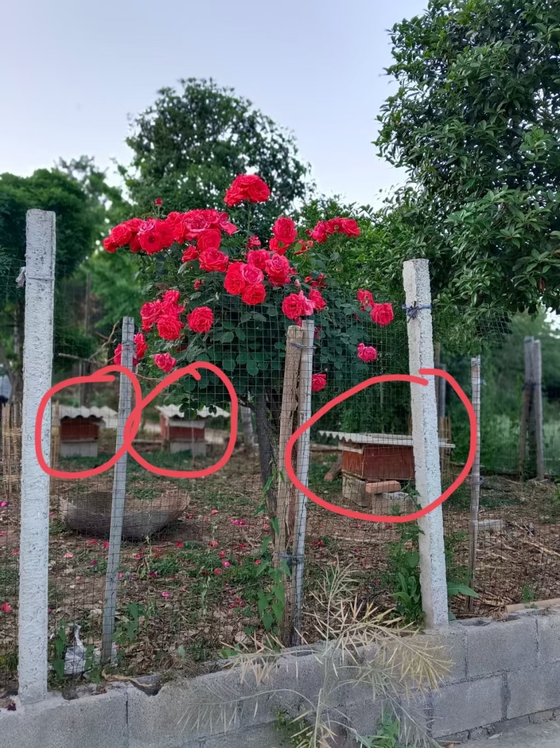 荆门土蜂蜜