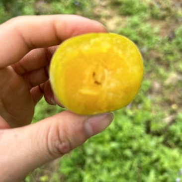 六马蜂糖李